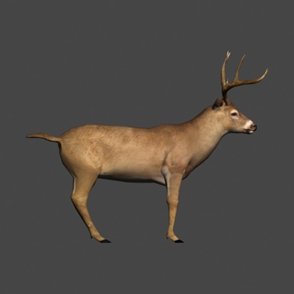 whitetail deer 3d model - White-tailed deer by gauthier12